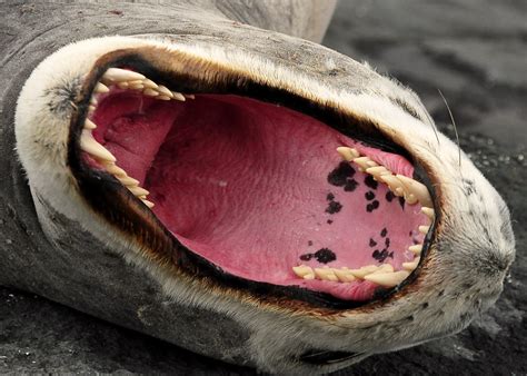 fish8281 | An impressive view of a leopard seal's teeth, Cap… | Flickr