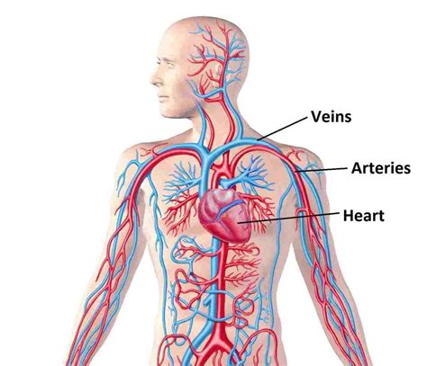 Cardiovascular System Diagram Not Labeled Diagram Media | Images and ...