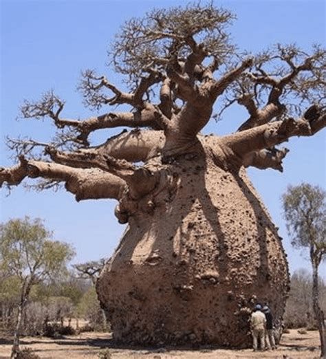 This trees girth - people for scale : pics