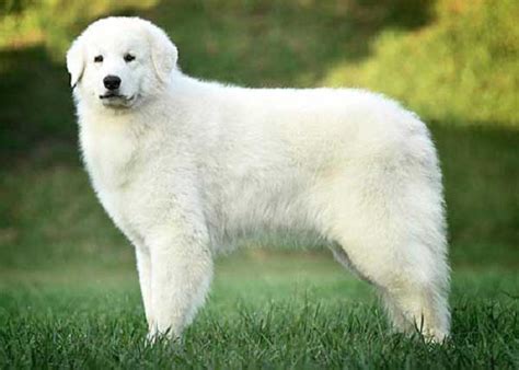 Kuvasz - Dog Breed Information, pictures and facts | alldogsworld.com