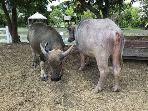 Dwarf Water Buffalo of the Farm. Stock Image - Image of hoof, biology ...