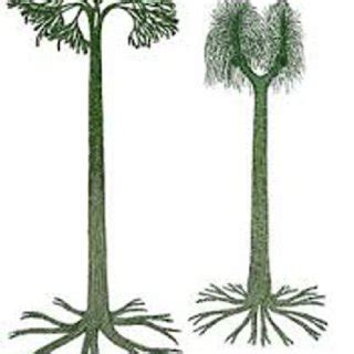 a: Devonian vascular plants (© 2005, Dennis C. Murphy; used with... | Download Scientific Diagram