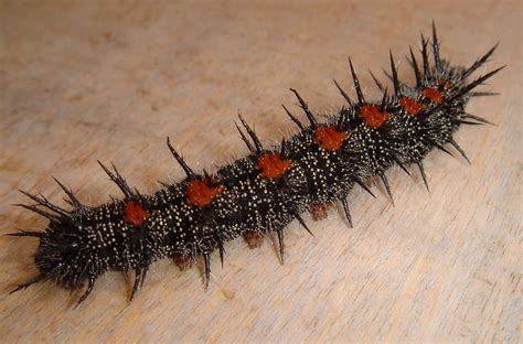 Small Orange Caterpillar With Black Spikes - Resenhas de Livros