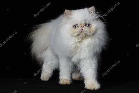 Red Point Himalayan persian cat on black background Stock Photo by ©imzoodesign 117912514