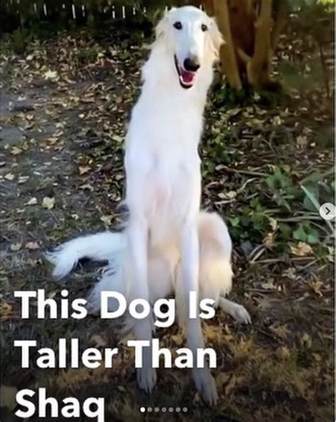 This Dog Is Taller Than Shaq | Borzoi / Long Nose Dog | Know Your Meme