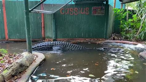 Cassius the world’s largest crocodile in captivity - YouTube