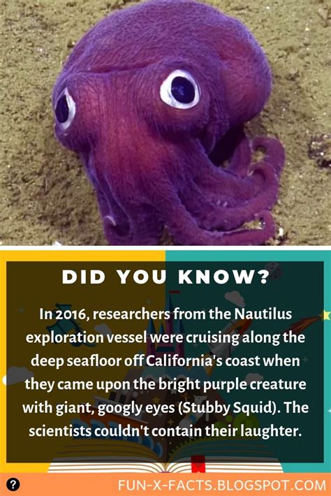 Did You Know About Stubby Squid? | Amazing WTF Facts