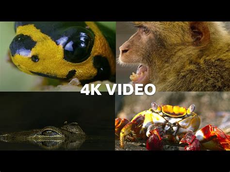 Two Hours of 4K Nature Scenes | 4KUHD | BBC Earth | Nestia