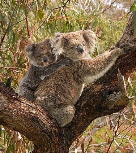Australasian wildlife – Travel guide at Wikivoyage