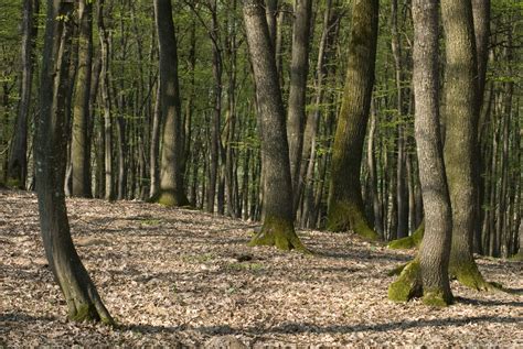 Deciduous Forest – FREEBigPictures.com