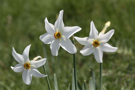 Narcissus or Daffodil? 5 Favorites to Plant Now, Indoors or Out: Gardenista