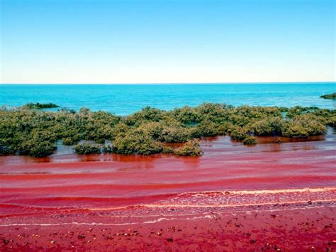 What is Red Tide? – "OCEAN TREASURES" Memorial Library