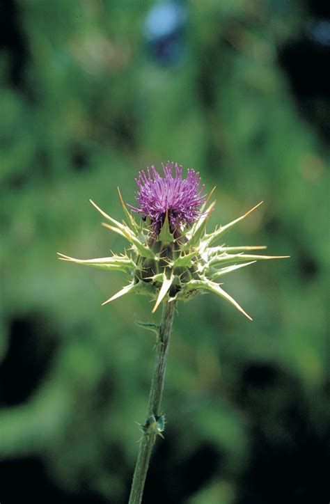 Variegated thistle: what you should know | Agriculture and Food