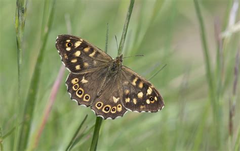 Speckled Wood | Butterfly Conservation