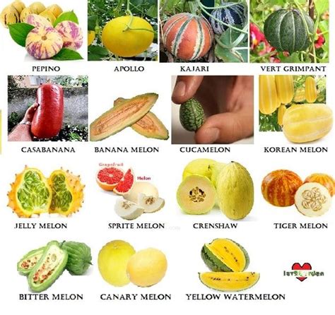 25 Melon Varieties to Try out in 2024 | Melon, Fruits and veggies ...