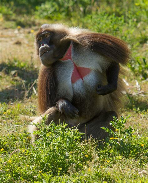 Species Spotlight: Gelada Baboon