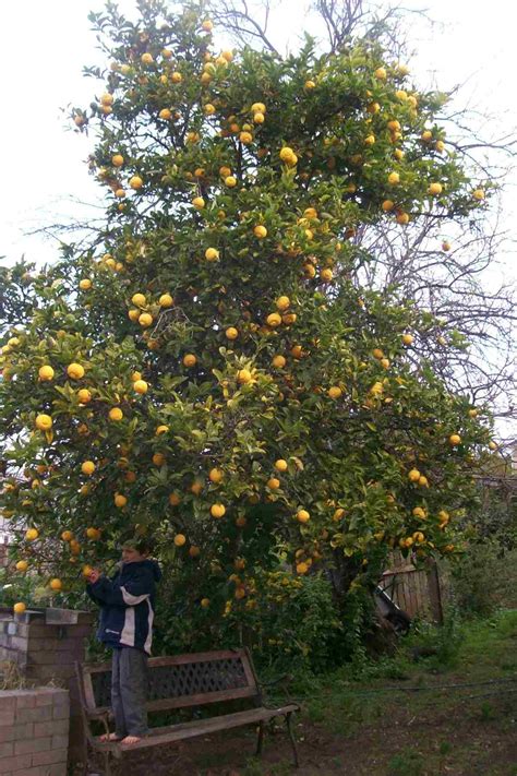 Bush Lemon Tree Tree - Citrus limon