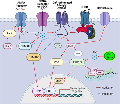 Frontiers | Ca2+-stimulated adenylyl cyclases as therapeutic targets ...