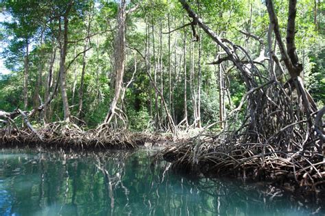 Mangrove Ecosystems and their Superpowers - Extreme Hotels Cabarete