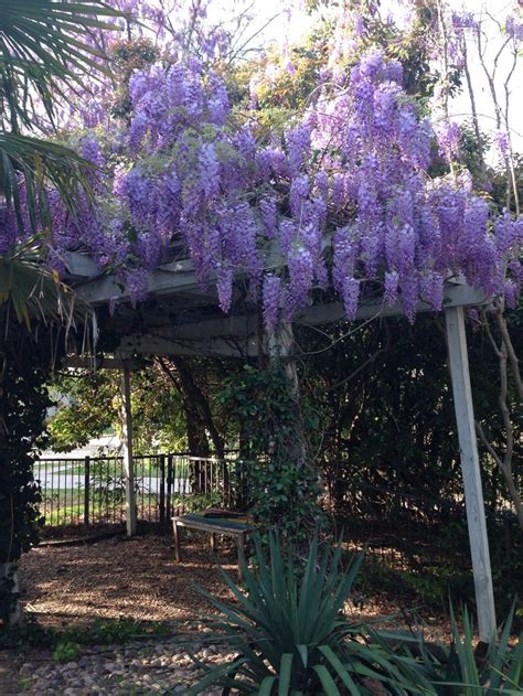 Wisteria | Outdoor gardens, Backyard projects, Backyard