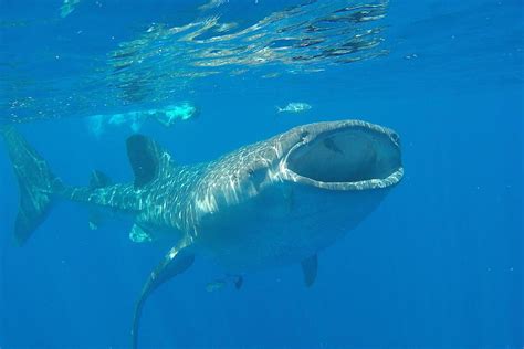 Swimming With Whale Sharks: My Bucket List Dream Came True in Utila, Honduras | International ...