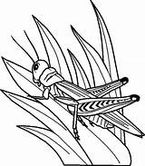Free Printable Grasshopper Coloring Page sketch template