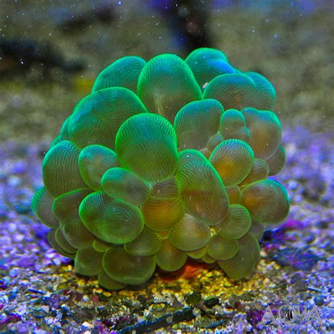 Green Bubble Coral (Plerogyra simplex) - Aqua Imports