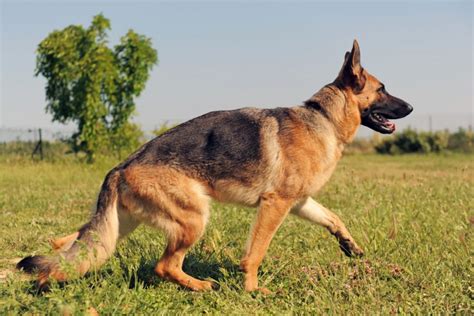 Le 10 migliori razze di cani da guardia di sempre! - Doxaliber