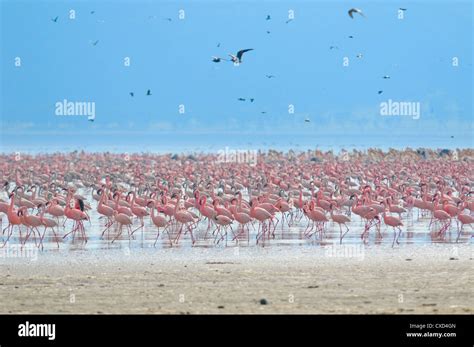 flocks of flamingo Stock Photo - Alamy