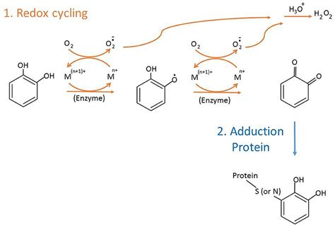 Frontiers | Detection and Characterization of Catechol Quinone-Derived Protein Adducts Using ...