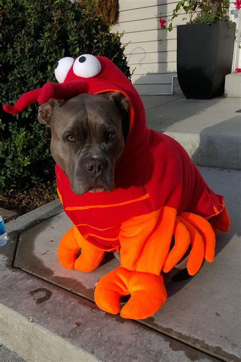 Lobster Costume for Dog X Large-XXLarge by Cozy Pawz