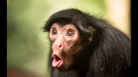 In Just Gets Weirder And Weirder | Funny monkey pictures, Funny animal fails, Monkeys funny