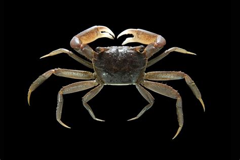 Crab Database · Crabs · Infraorder Brachyura