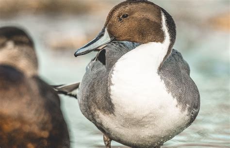 Northern Pintail – A Waterfowl Species Profile - Endless Migration