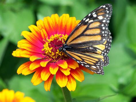 Monarch Butterfly On Flower Free Stock Photo - Public Domain Pictures