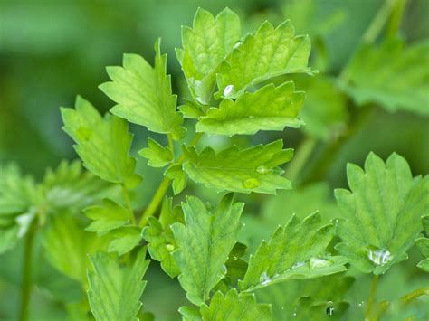 Growing and Using the Herb Salad Burnet