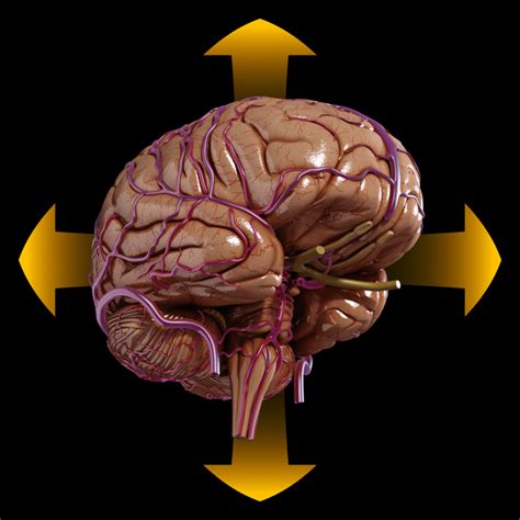 Brain - Spinning 3D Anatomy by Catfish Animation Studio S.r.l.