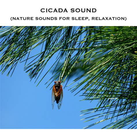 Cicada Sound (Nature Sounds for Sleep, Relaxation) - Album by White Noise Radiance | Spotify