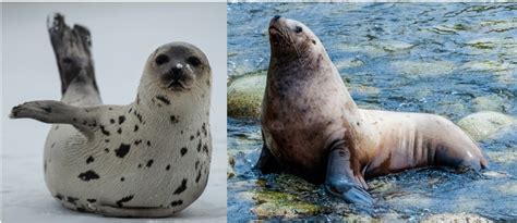 6 Types of Seals & Sea Lions in Washington! (state) - Bird Watching HQ