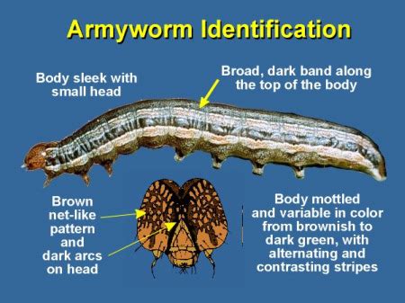 Lawn Grub - Control and Prevention - Coastal Turf