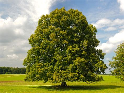 Growing Linden Trees - Tips For Planting A Linden Tree