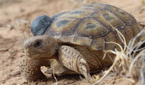 Bolson tortoise with attached tracker | FWS.gov