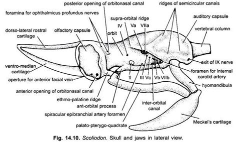 Endoskeleton of Dogfish (Scoliodon): With Diagram | Chordata | Zoology