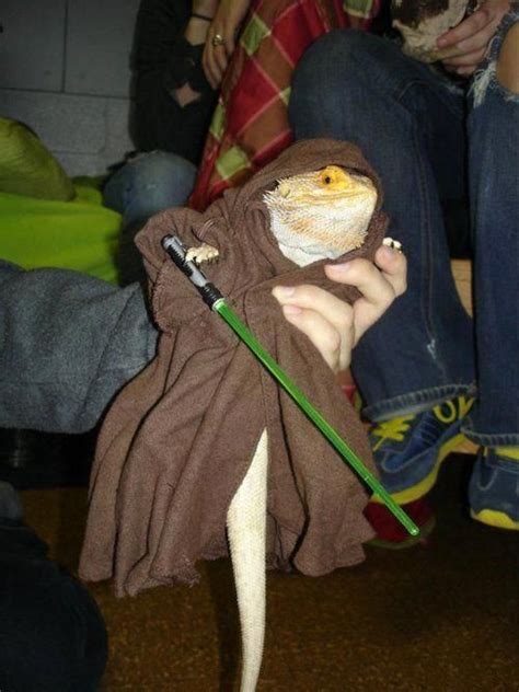 Bearded Dragon Costumes | Animals in Hats #beardeddragonpet | Bearded ...