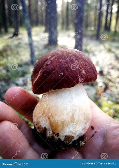 Edible Mushrooms in the Forest Stock Image - Image of sweden, outdoor: 124566193