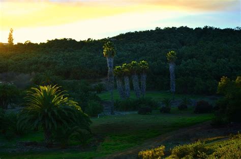 Backlite Palms | Filename - DSC_2228 Backlite Palms TU Cloud… | Flickr