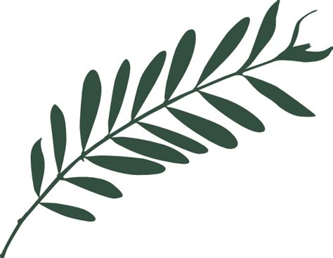 Olive Leaf Drawing | Free download on ClipArtMag