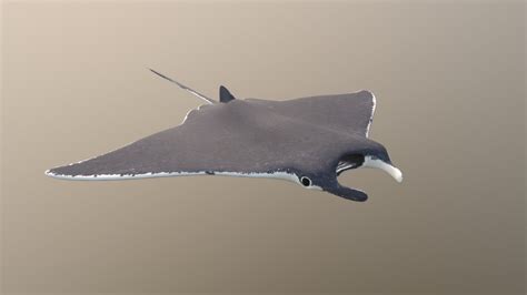 Manta Ray - Buy Royalty Free 3D model by 3dlowpoly [5a89424 ...