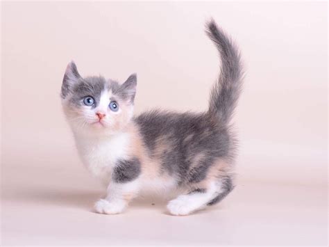 Munchkin Cats For Sale | Houston, TX #263121 | Petzlover