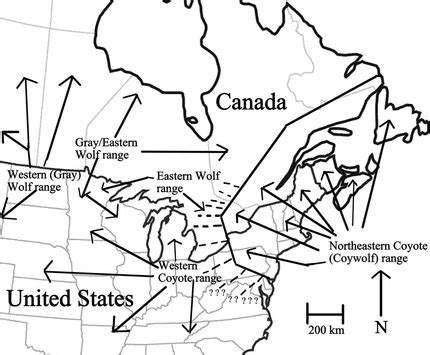 Coywolf Distribution - Meet The Coywolf